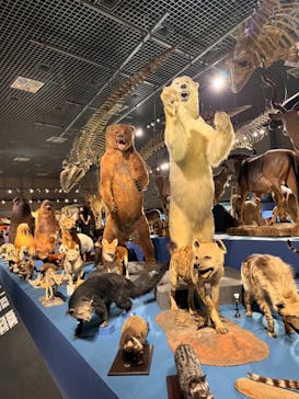 特別展「大哺乳類展３－わけてつなげて大行進」に投稿された画像（2024/4/27）