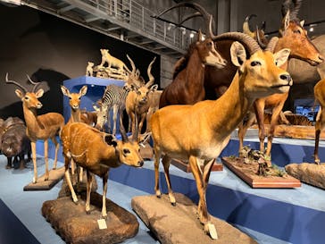 特別展「大哺乳類展３－わけてつなげて大行進」に投稿された画像（2024/4/27）