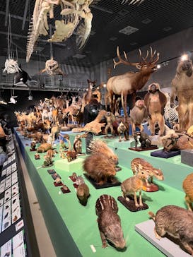 特別展「大哺乳類展３－わけてつなげて大行進」に投稿された画像（2024/4/27）