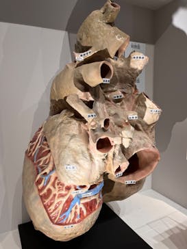 特別展「大哺乳類展３－わけてつなげて大行進」に投稿された画像（2024/4/27）