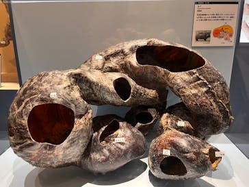 特別展「大哺乳類展３－わけてつなげて大行進」に投稿された画像（2024/4/27）