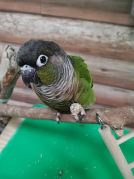 いきもの探検隊上尾に投稿された画像（2024/4/27）