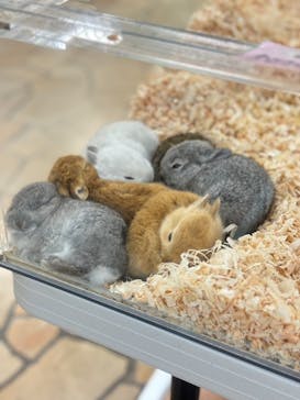 いきもの探検隊上尾に投稿された画像（2024/4/27）