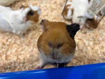 いきもの探検隊上尾に投稿された画像（2024/4/27）