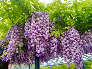 万博記念公園に投稿された画像（2024/4/27）