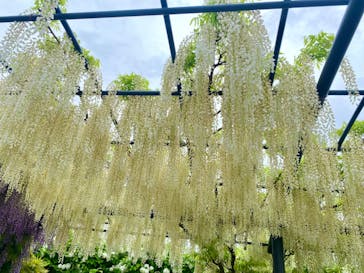 万博記念公園に投稿された画像（2024/4/27）