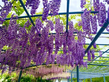 万博記念公園に投稿された画像（2024/4/27）