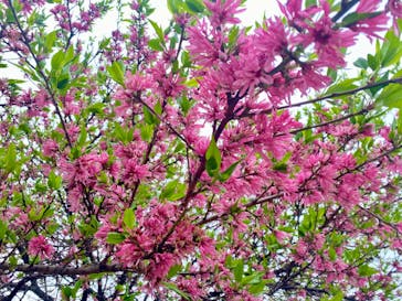 万博記念公園に投稿された画像（2024/4/27）