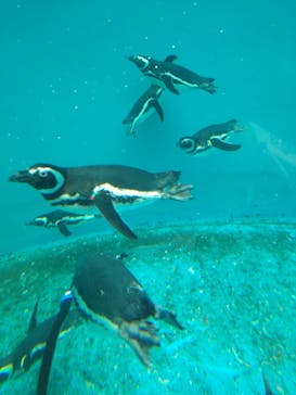 上越市立水族博物館 うみがたりに投稿された画像（2024/4/27）