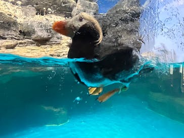 アクアワールド茨城県大洗水族館に投稿された画像（2024/4/27）