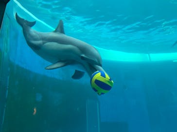 大分マリーンパレス水族館 「うみたまご」に投稿された画像（2024/4/27）