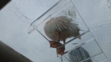 サンシャイン水族館に投稿された画像（2024/4/27）