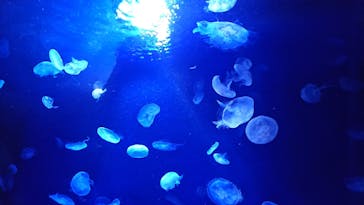 サンシャイン水族館に投稿された画像（2024/4/27）