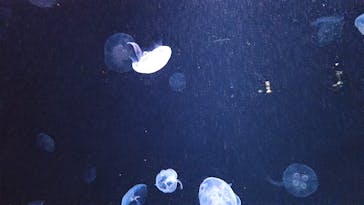 サンシャイン水族館に投稿された画像（2024/4/27）