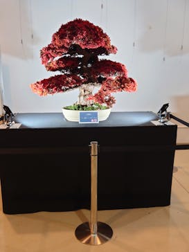 浜名湖花博2024に投稿された画像（2024/4/27）