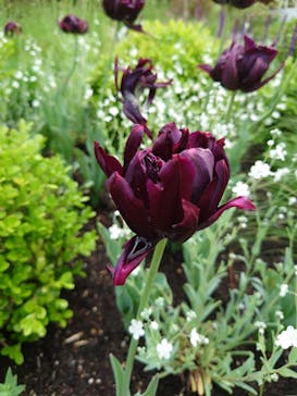 浜名湖花博2024に投稿された画像（2024/4/27）