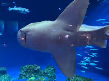 DMMかりゆし水族館に投稿された画像（2024/4/27）