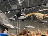 特別展「大哺乳類展３－わけてつなげて大行進」に投稿された画像（2024/4/28）