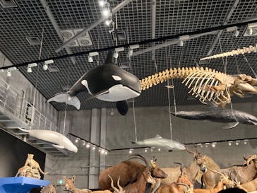 特別展「大哺乳類展３－わけてつなげて大行進」に投稿された画像（2024/4/27）