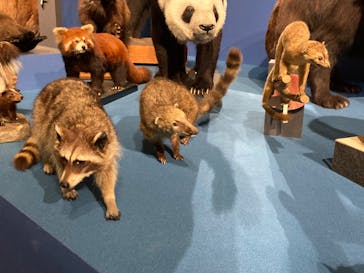 特別展「大哺乳類展３－わけてつなげて大行進」に投稿された画像（2024/4/27）
