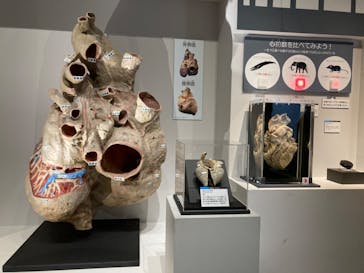 特別展「大哺乳類展３－わけてつなげて大行進」に投稿された画像（2024/4/27）