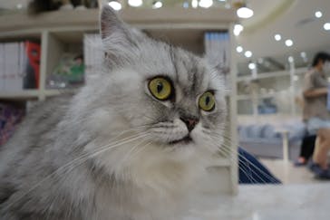 猫カフェモカ　町田ジョルナ店に投稿された画像（2024/4/27）
