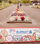 淡路ファームパーク イングランドの丘に投稿された画像（2024/4/28）