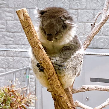 淡路ファームパーク イングランドの丘に投稿された画像（2024/4/27）