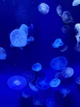 サンシャイン水族館に投稿された画像（2024/4/28）