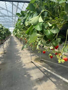 ICHIGOHOUSE.HITACHINAKAに投稿された画像（2024/4/27）