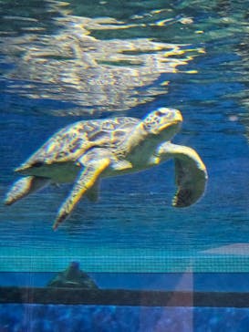 名古屋港水族館に投稿された画像（2024/4/28）