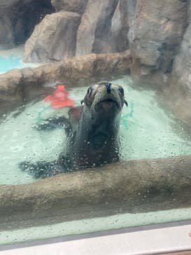 サンシャイン水族館に投稿された画像（2024/4/28）