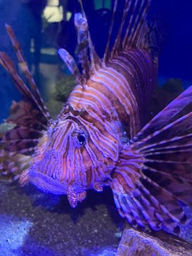 竹島水族館に投稿された画像（2024/4/28）