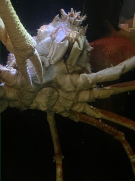 竹島水族館に投稿された画像（2024/4/28）