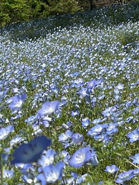 ぎふワールド・ローズガーデンに投稿された画像（2024/4/28）