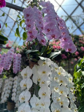 とっとり花回廊に投稿された画像（2024/4/28）