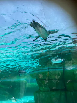 天王寺動物園に投稿された画像（2024/4/28）