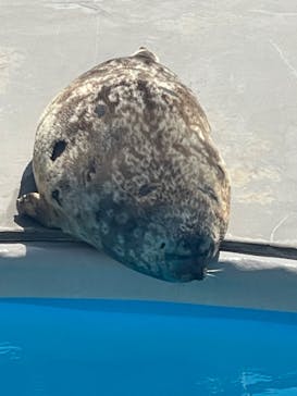 鴨川シーワールドに投稿された画像（2024/4/28）