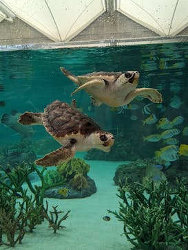 鴨川シーワールドに投稿された画像（2024/4/28）