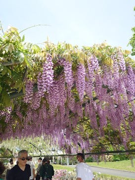 浜名湖花博2024に投稿された画像（2024/4/28）