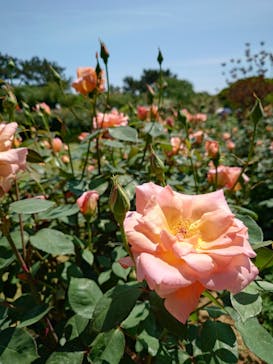 浜名湖花博2024に投稿された画像（2024/4/28）