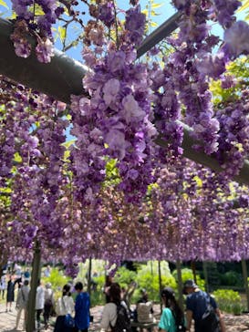 浜名湖花博2024に投稿された画像（2024/4/28）