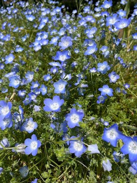 浜名湖花博2024に投稿された画像（2024/4/28）