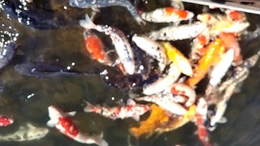 環境水族館アクアマリンふくしまに投稿された画像（2024/4/28）