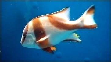 環境水族館アクアマリンふくしまに投稿された画像（2024/4/28）