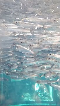 環境水族館アクアマリンふくしまに投稿された画像（2024/4/28）