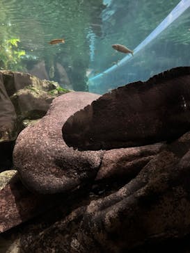 京都水族館に投稿された画像（2024/4/28）