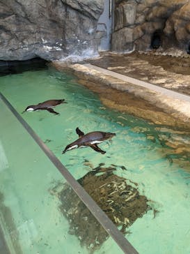 しながわ水族館に投稿された画像（2024/4/28）