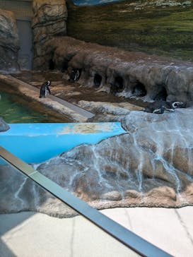 しながわ水族館に投稿された画像（2024/4/28）