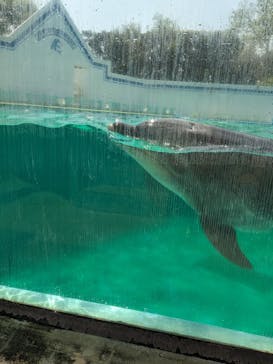 しながわ水族館に投稿された画像（2024/4/28）